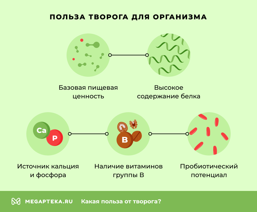 Польза творога для организма