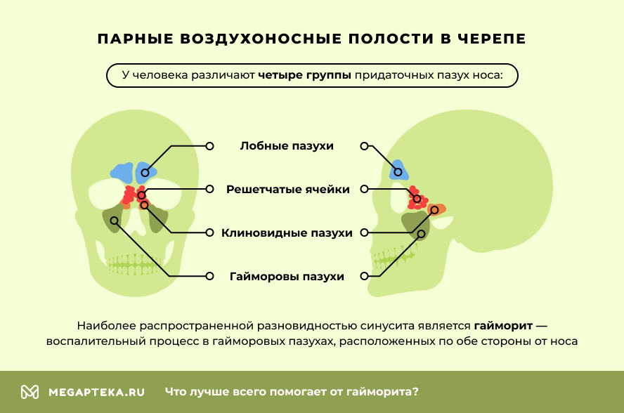 Парные воздухоносные полости в черепе