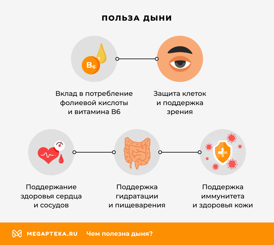 Польза дыни