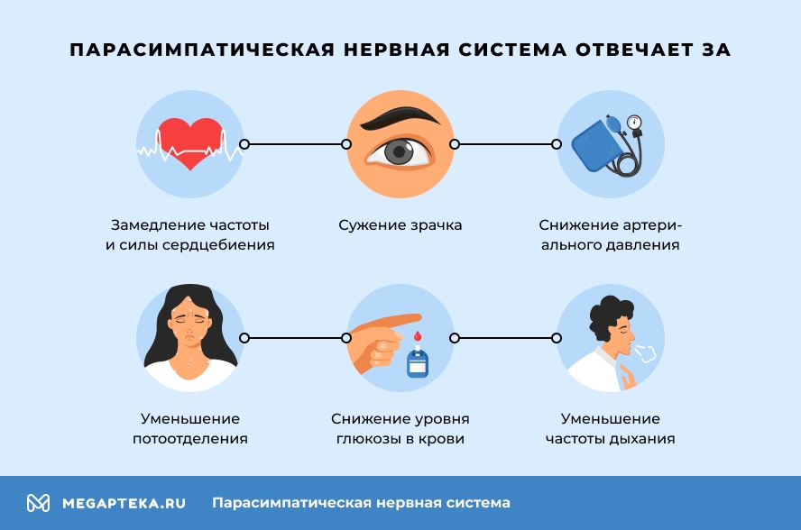 Взять себя в руки и пережить. Нейробиология стресса - статья лаборатории ДНКОМ