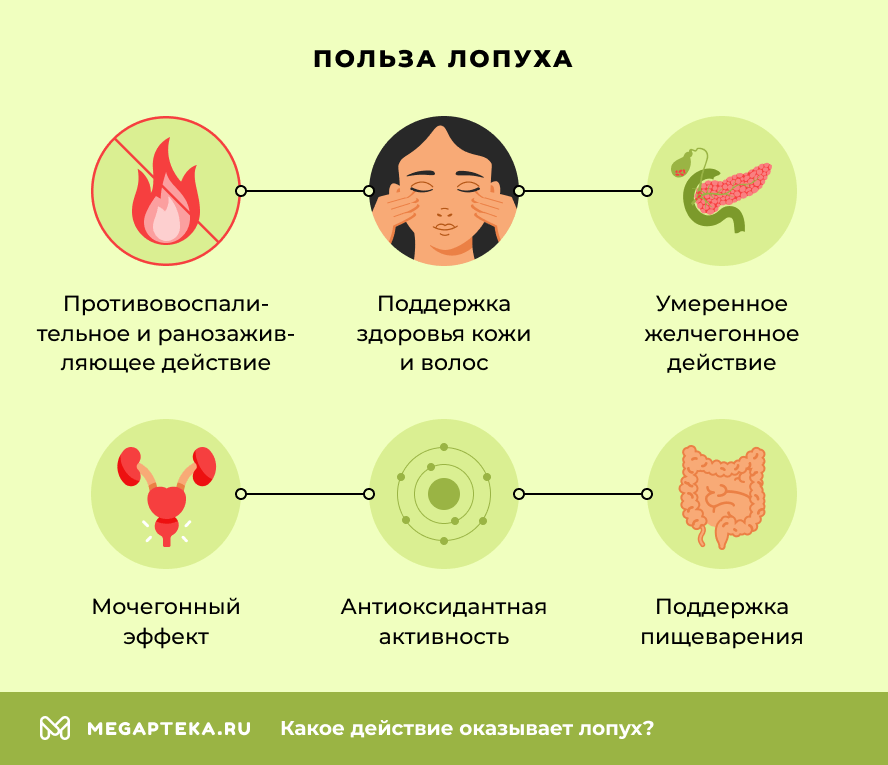 Польза лопуха
