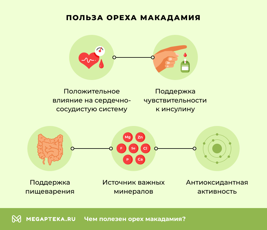 Польза ореха макадамия