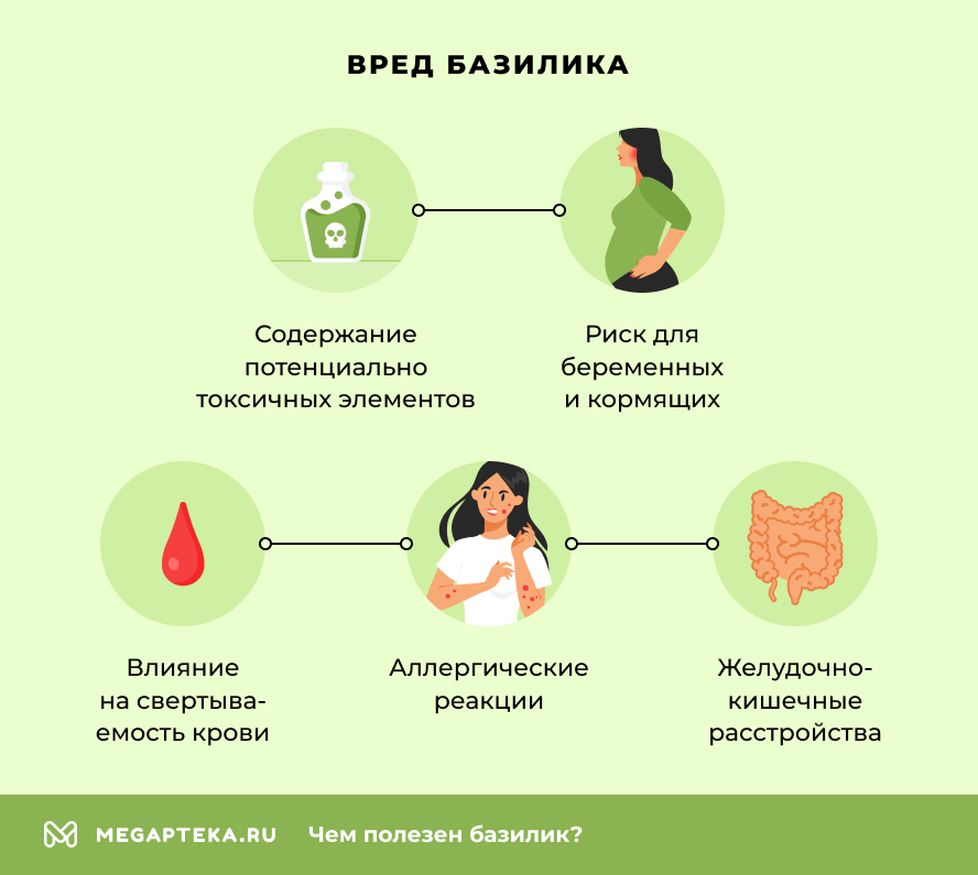 Вред базилика