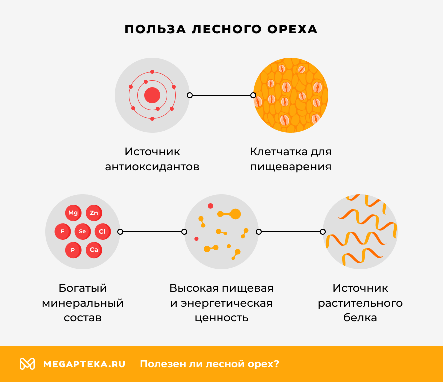 Польза лесного ореха