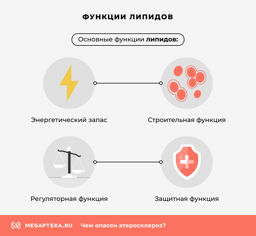 Функции липидов