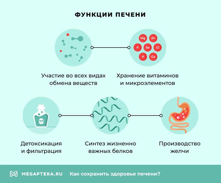 Функции печени