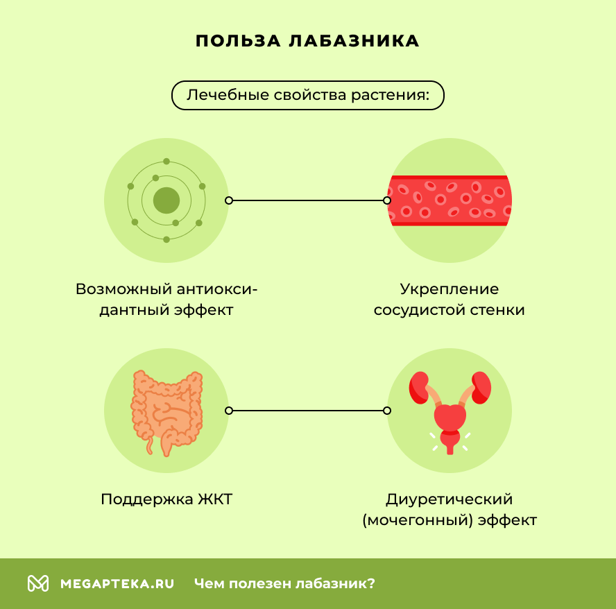 Польза лабазника