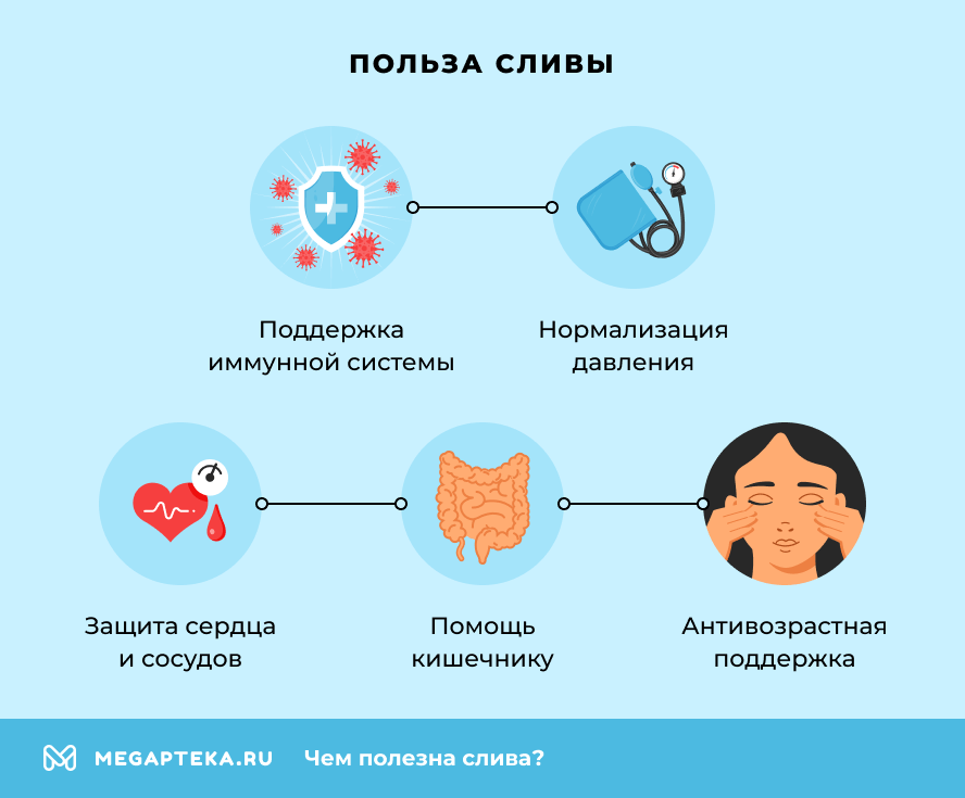 Польза сливы