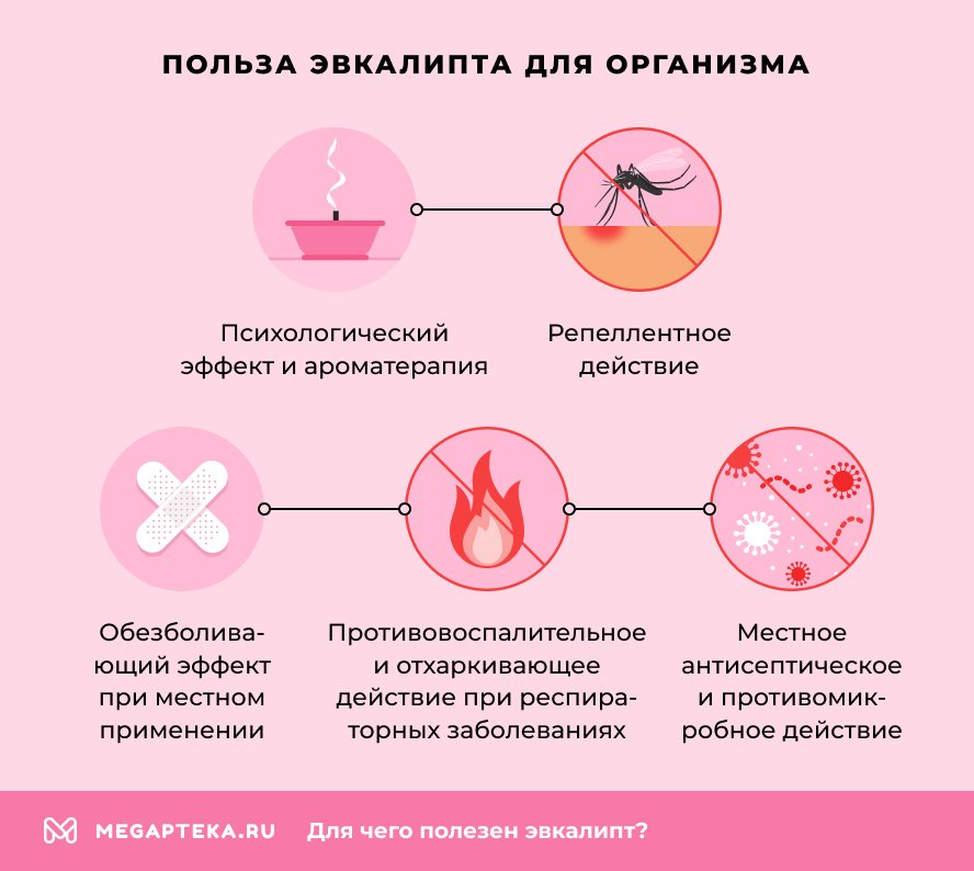Польза эвкалипта для организма
