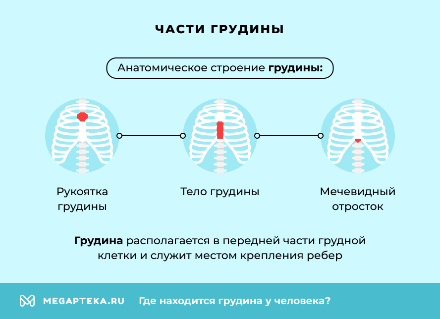 Части грудины