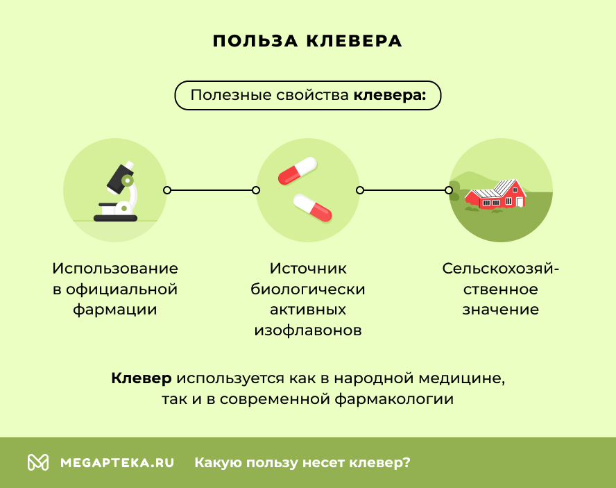 Польза клевера