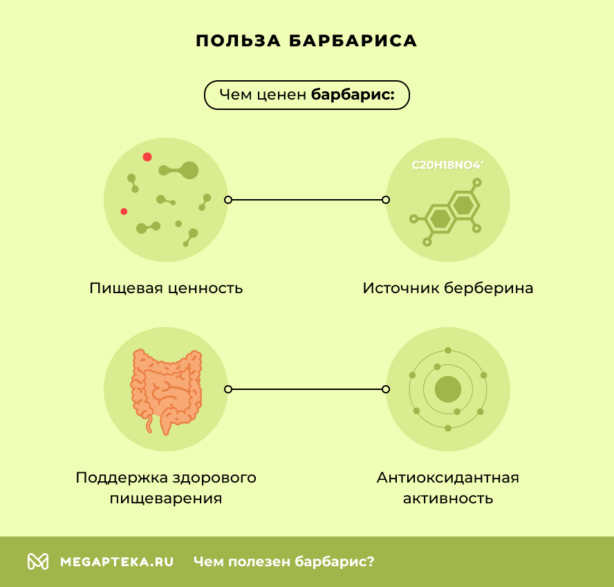 Польза барбариса