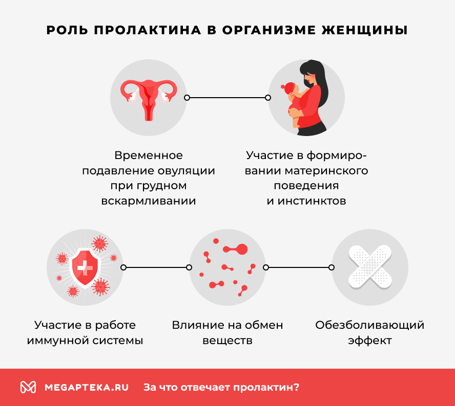 Роль пролактина в организме женщины