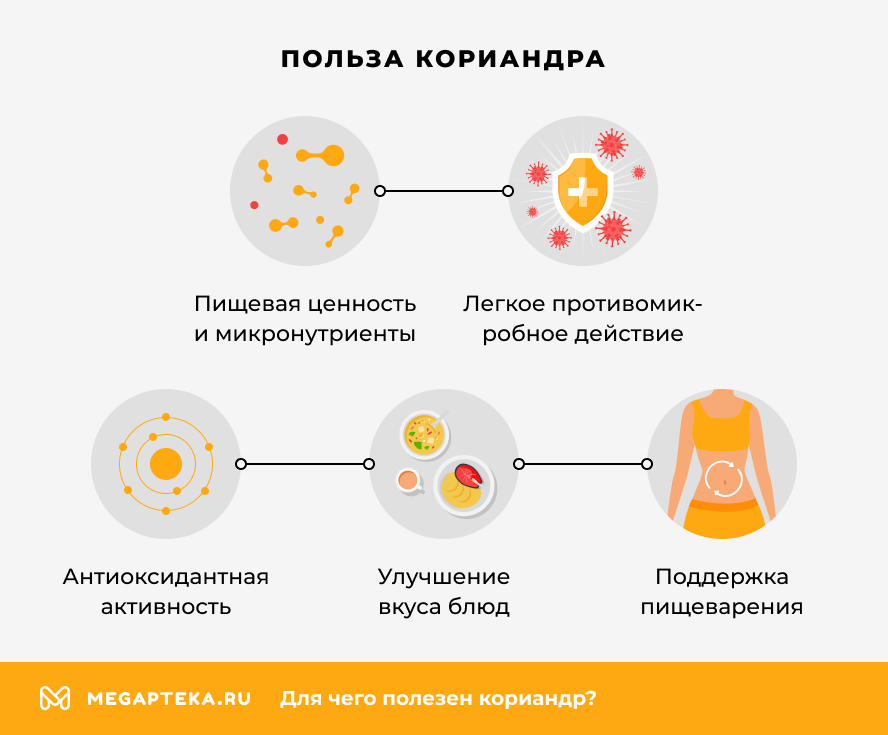 Польза кориандра