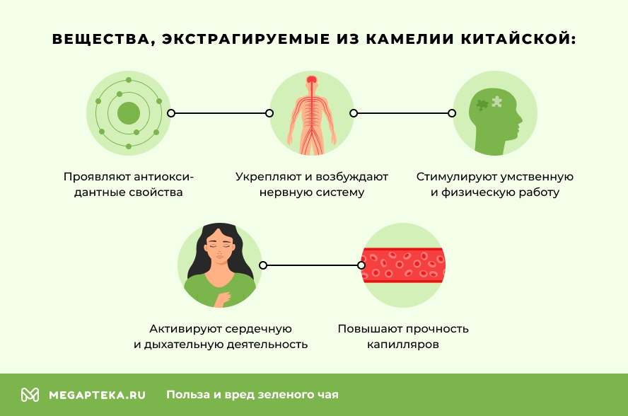 Вещества, экстрагируемые из камелии китайской