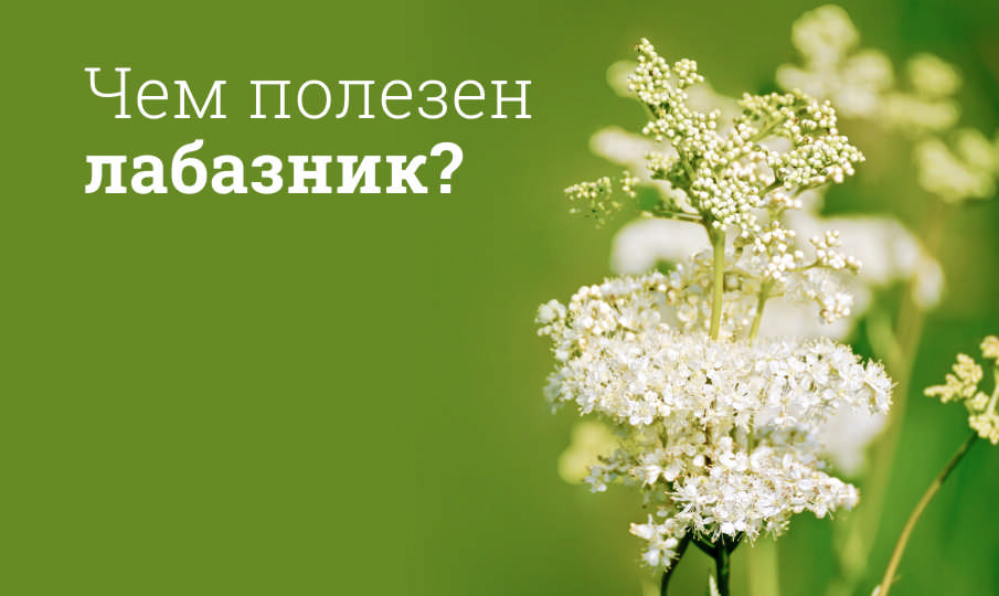 Лабазник польза и вред