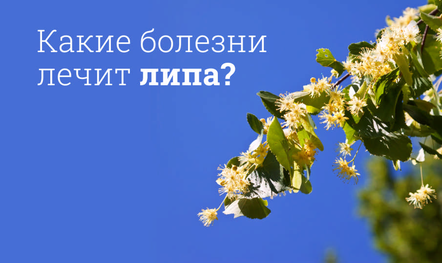 Липа польза и вред