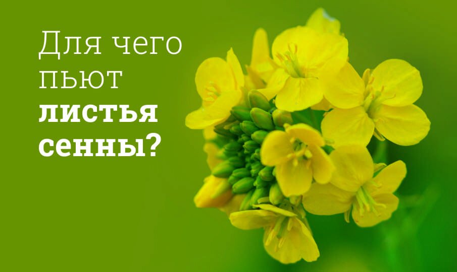 Для чего пьют листья сенны?