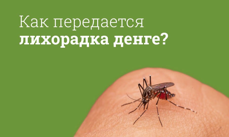 Как передается лихорадка денге?