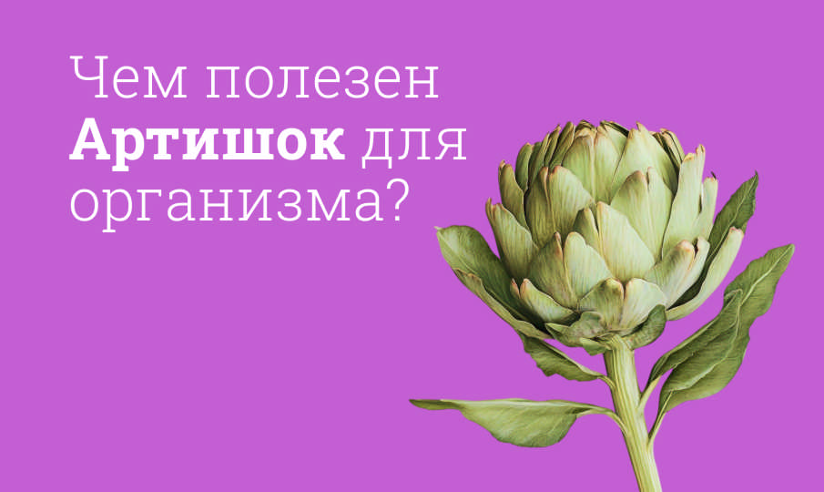 Артишок инструкция по применению