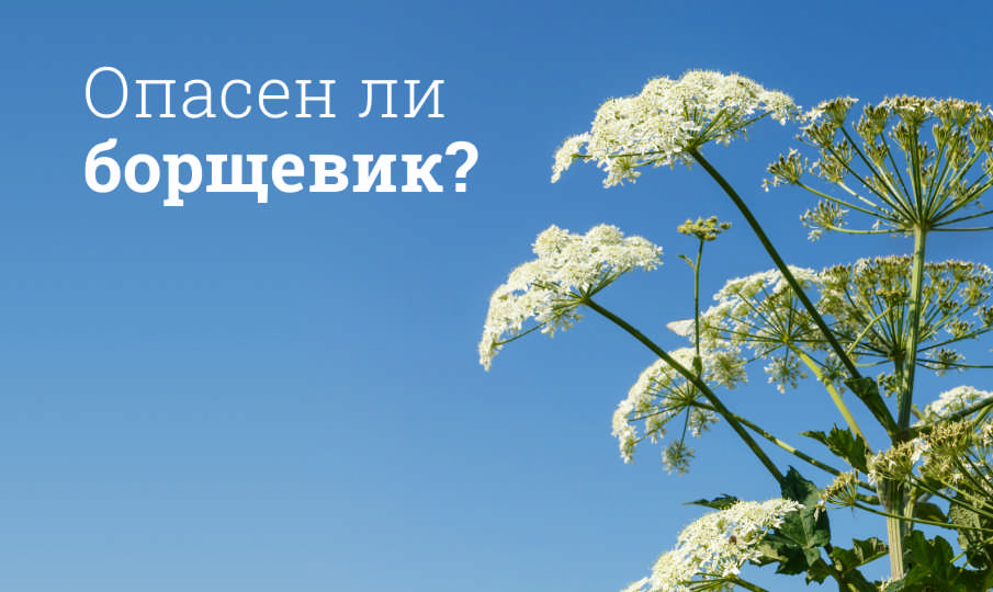 Чем опасен борщевик?