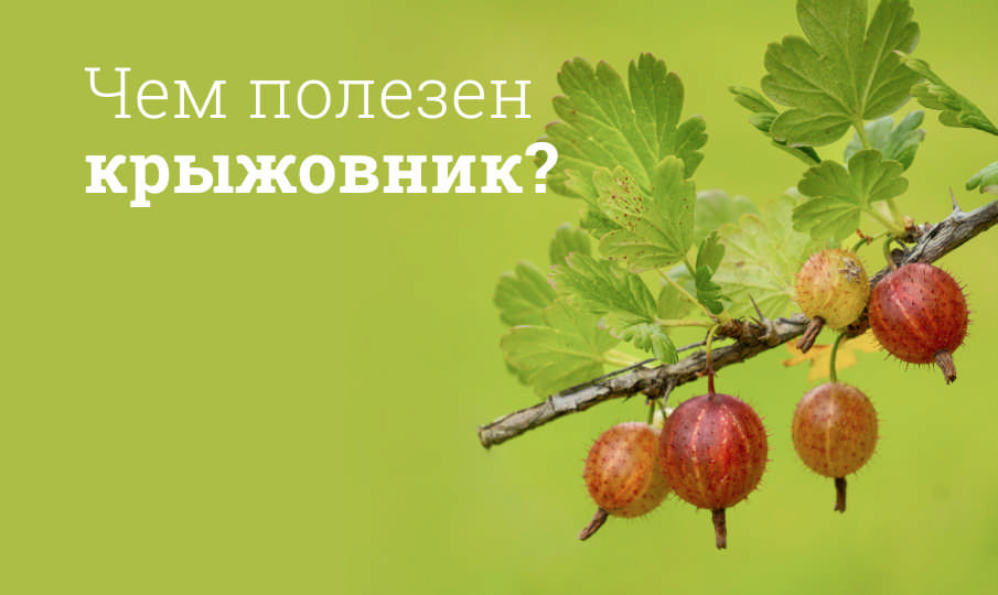 Крыжовник польза и вред