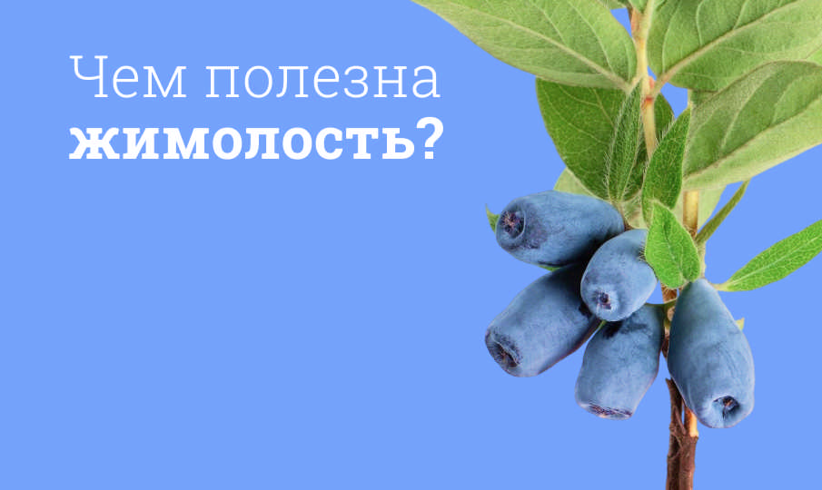 Жимолость польза и вред