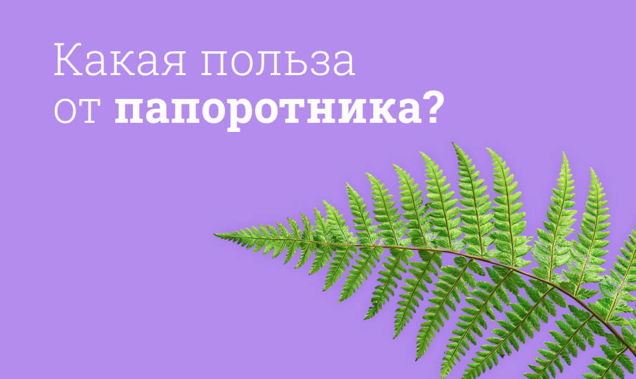Какая польза от папоротника?
