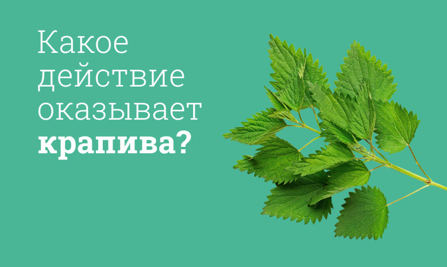 Крапива польза и вред
