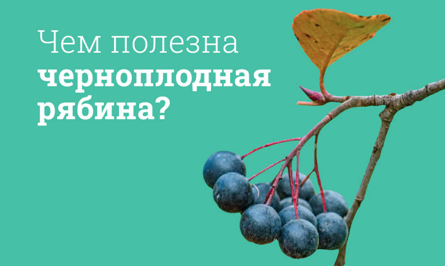 Черноплодная рябина польза и вред