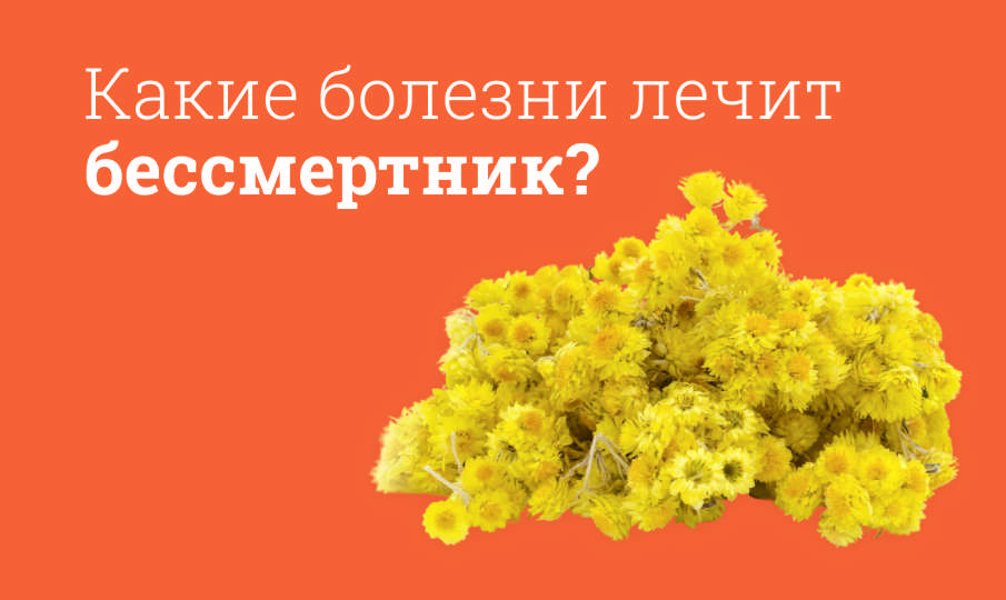 Бессмертник польза и вред