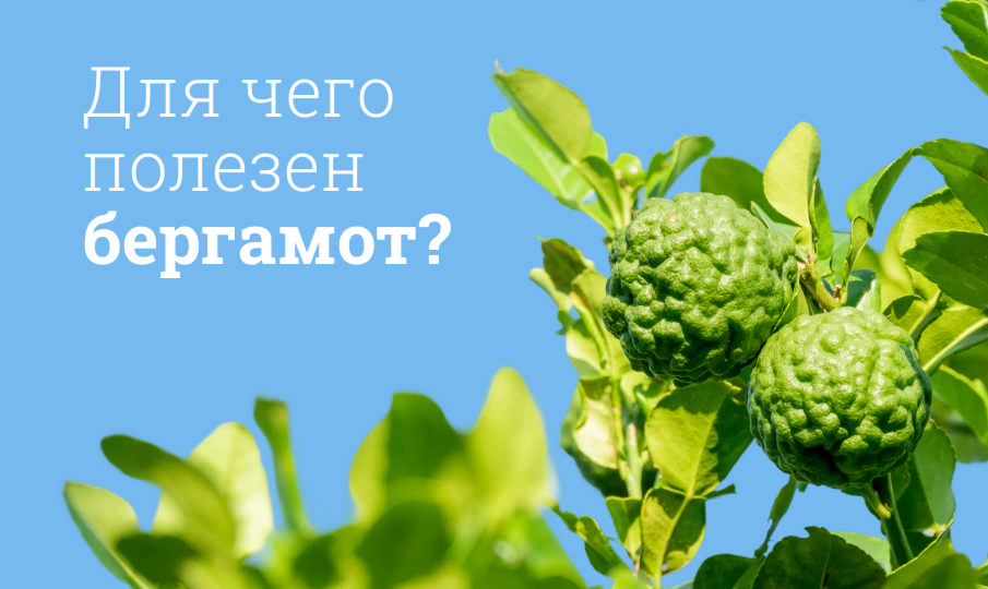 Бергамот польза и вред